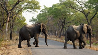 Turistka si chcela odfotografovať slony, udupali ju na smrť
