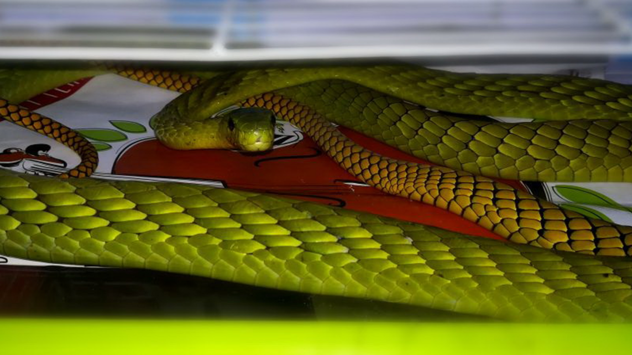 Prudko jedovatý had uštipol ženu a zmizol. Praha je v pozore