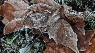 Ráno prituhne. V týchto okresoch sa pripravte na prízemné mrazy