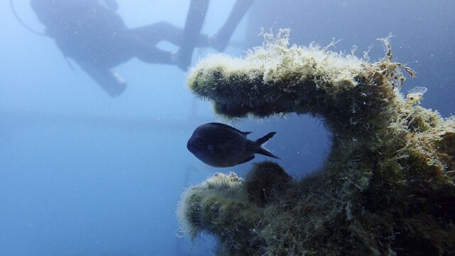 Skončí ich nález v učebniciach? Objavili desiatky vzácnych lodí