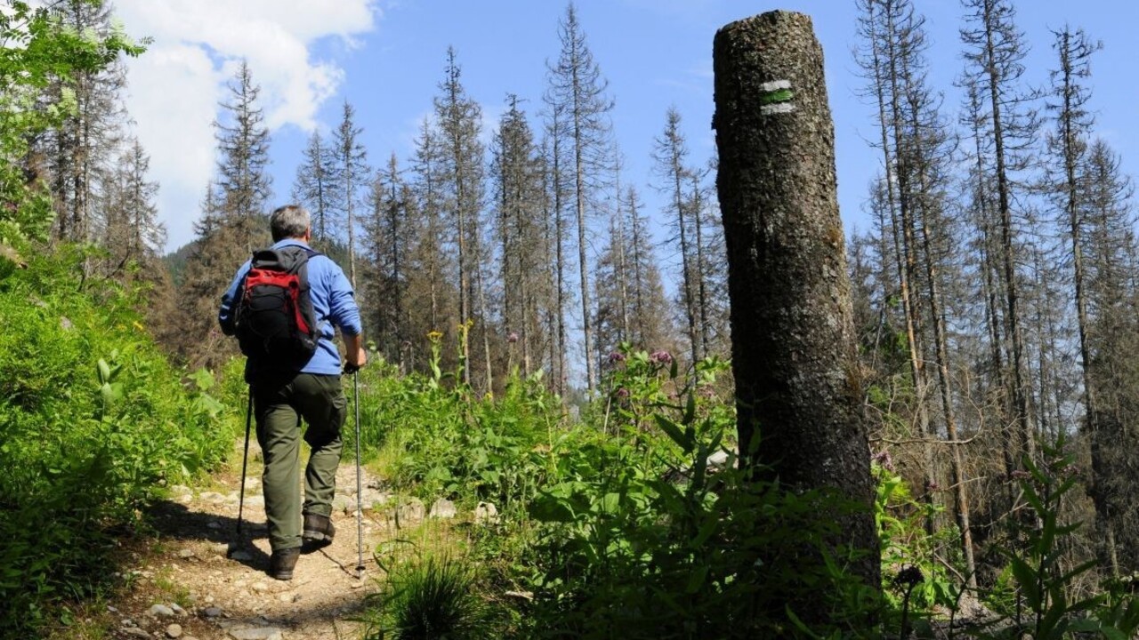 Imidž lesníkov zlepší kampaň. Stojí ako milión stromov, tvrdia kritici