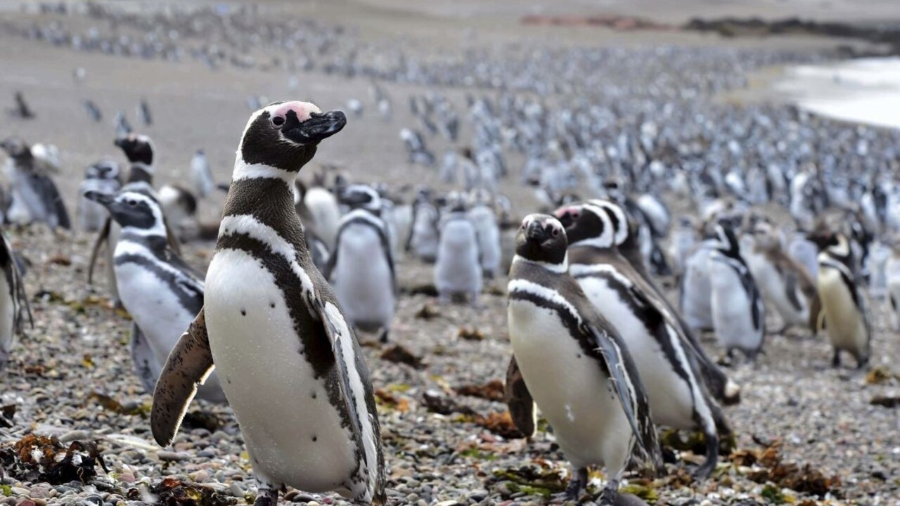 Na pláži našli desiatky mŕtvych tučniakov, zrejme ich roztrhal pes
