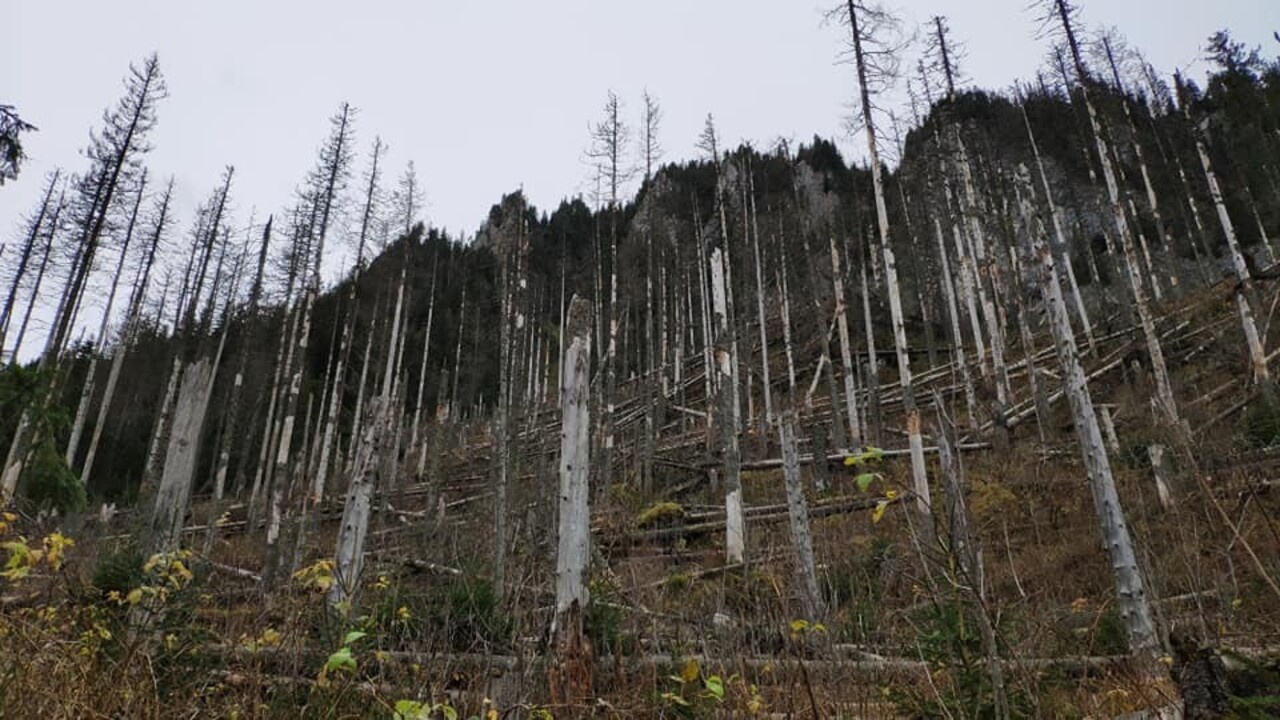 Tatrami sa prehnal silný vietor, povyvracal vyše tisíc stromov