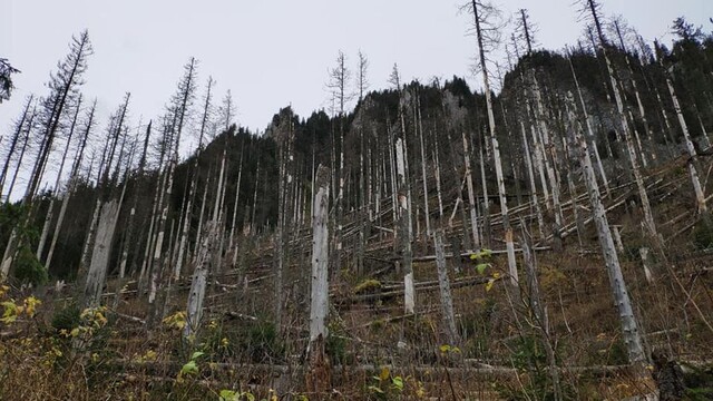 Lesy stromy kalamita Belianske Tatry 1140 px (facebook.com/pg/minagri.sr)