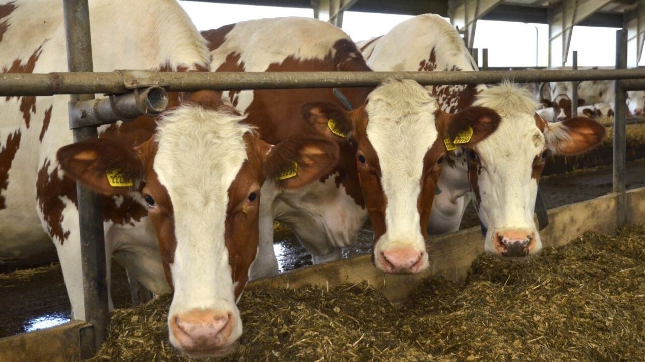 Kravy spôsobili na D1 hromadnú nehodu a zablokovali dopravu