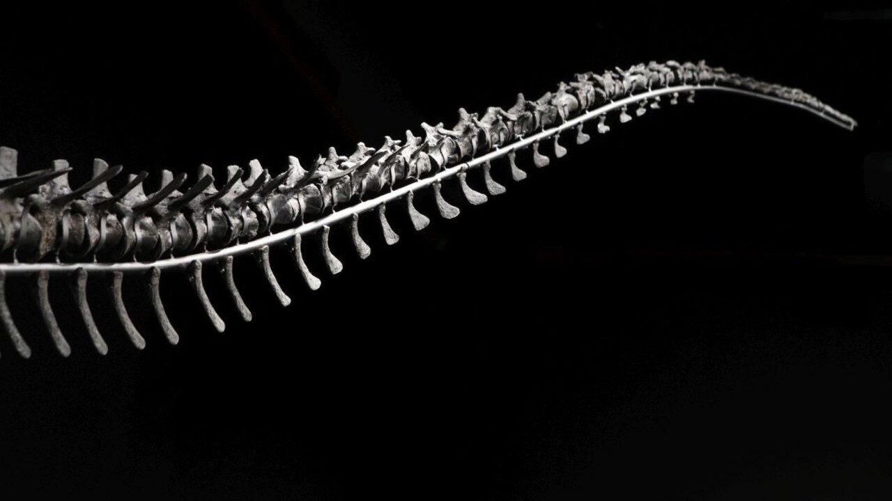 Objavili neznámy druh dinosaura, nález prekvapil aj vedcov