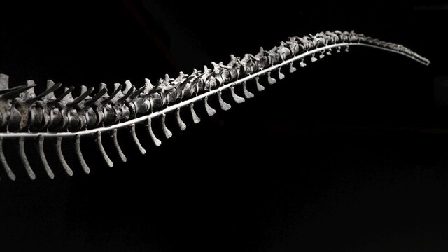 Objavili neznámy druh dinosaura, nález prekvapil aj vedcov