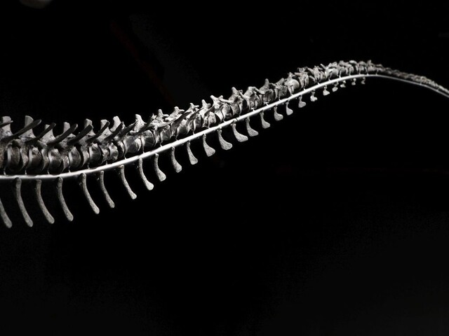 Objavili neznámy druh dinosaura, nález prekvapil aj vedcov