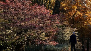 Betónové centrum sa dočká zmeny, stromy prinesú až z Holandska