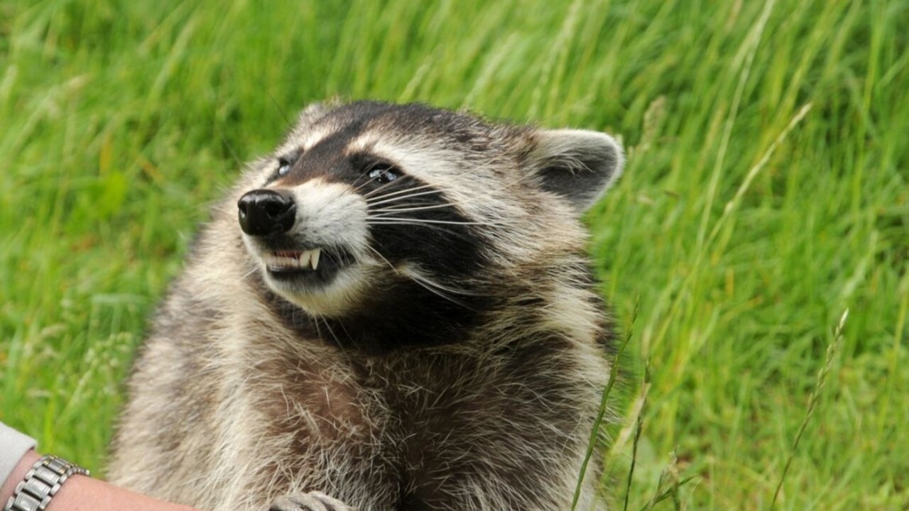 Opití vtáci či sfajčené králiky. Aj v ríši zvierat sú drogy