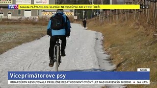 Viceprimátorove psy mali napadnúť srnu, zasahovať musela aj polícia