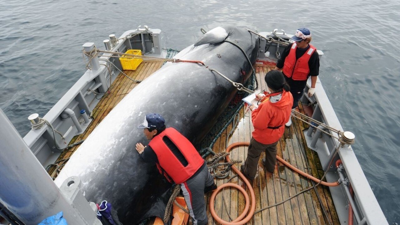 Japonci budú opäť loviť, populácia veľrýb je podľa nich v poriadku