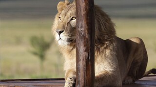 Mladá ošetrovateľka nastúpila do práce, po pár dňoch ju zabil lev