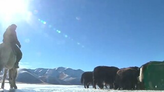 Jaky ako zdroj obživy / Ruska zvára umelecké diela