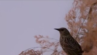 Škorce predviedli krásne divadlo / Vzácnemu káčerovi sa páči New York