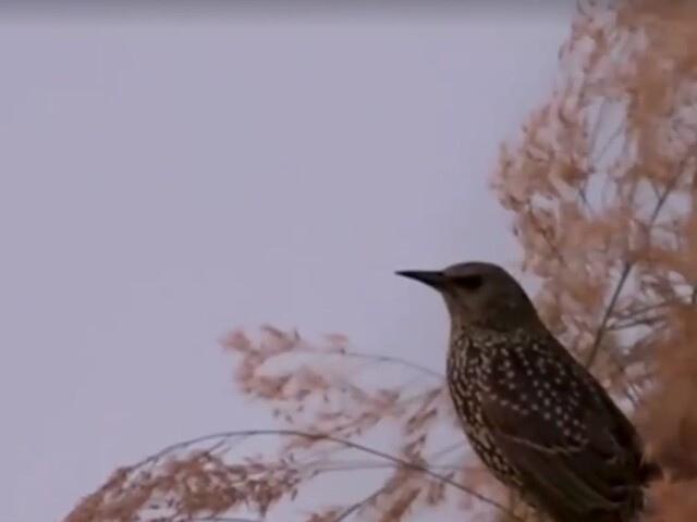 Škorce predviedli krásne divadlo / Vzácnemu káčerovi sa páči New York