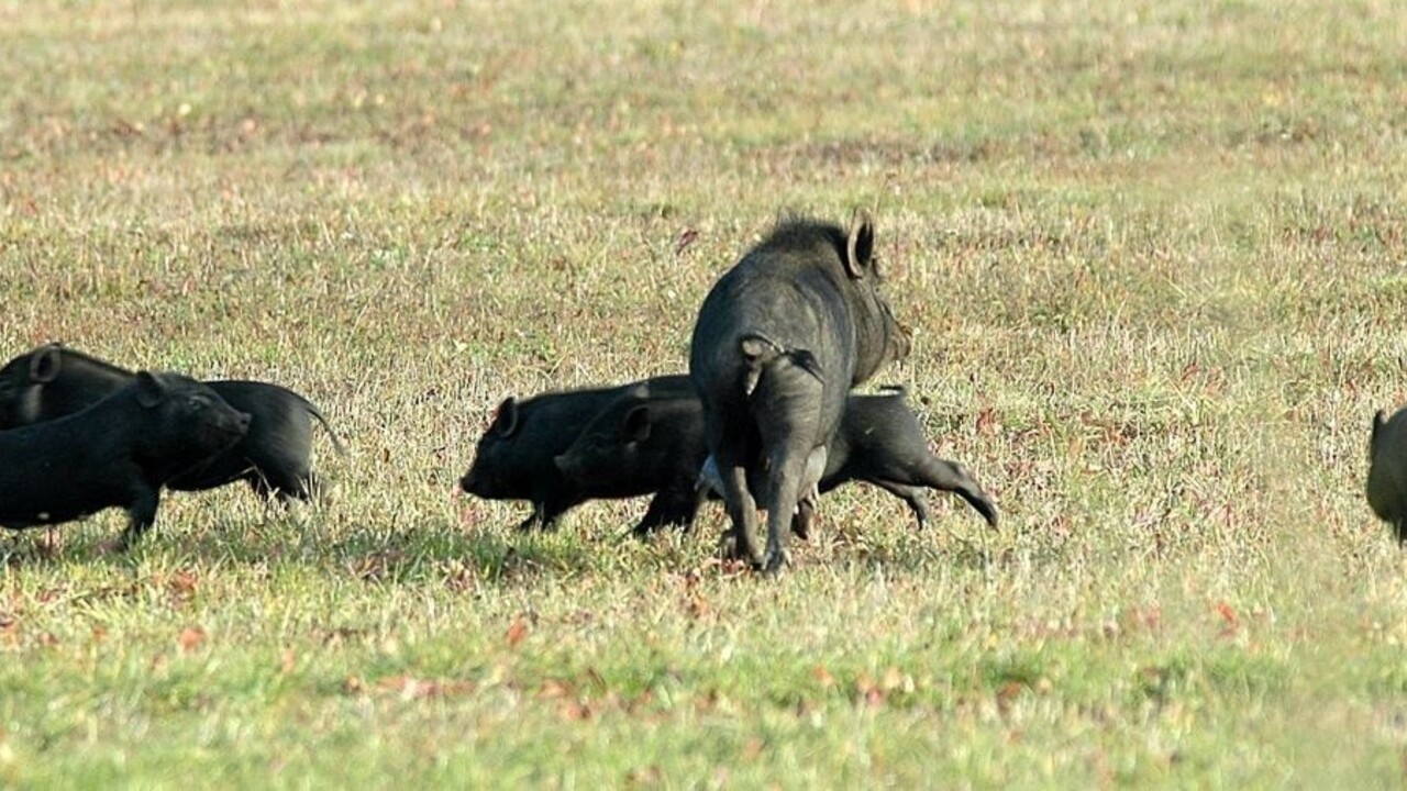 Odstrel diviakov v Poľsku podporuje EK, hovorí o spôsobe ochrany
