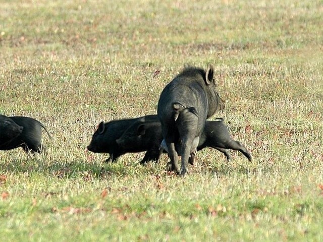 Odstrel diviakov v Poľsku podporuje EK, hovorí o spôsobe ochrany