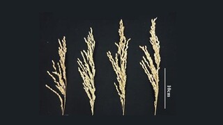 Nová technika môže dramaticky zvýšiť výnosy ryžových zŕn