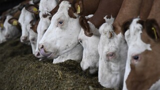 Poľskom otriasa bitúnkový škandál, mäso sa mohlo dostať k nám