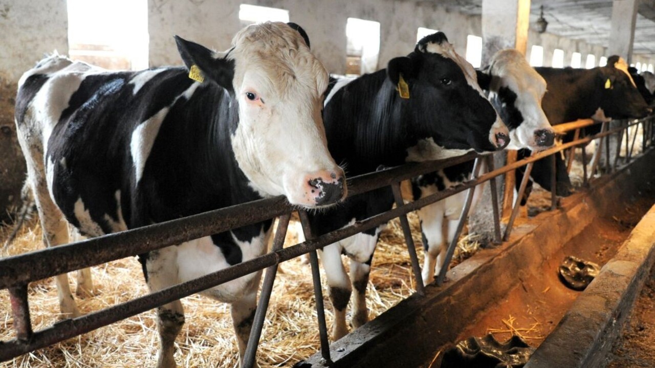 Chorý dobytok mohol skončiť i u nás. Vyzvali na zvýšenú kontrolu