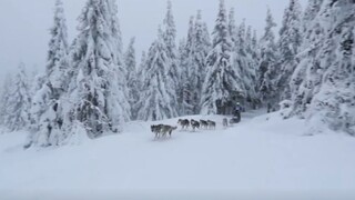 Psie záprahy pre najvytrvalejších/ V Dunaji sa otužujú aj Nemci