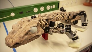 Robotika umožnila skúmať chôdzu prehistorického zvieraťa