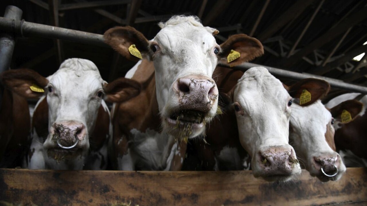 Poľsko sa v kauze mäsa bráni. Minister tvrdí, že kravy neboli choré