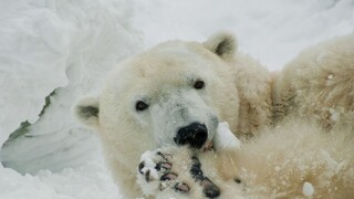 Na severe Ruska majú stav núdze, dôvodom je invázia medveďov