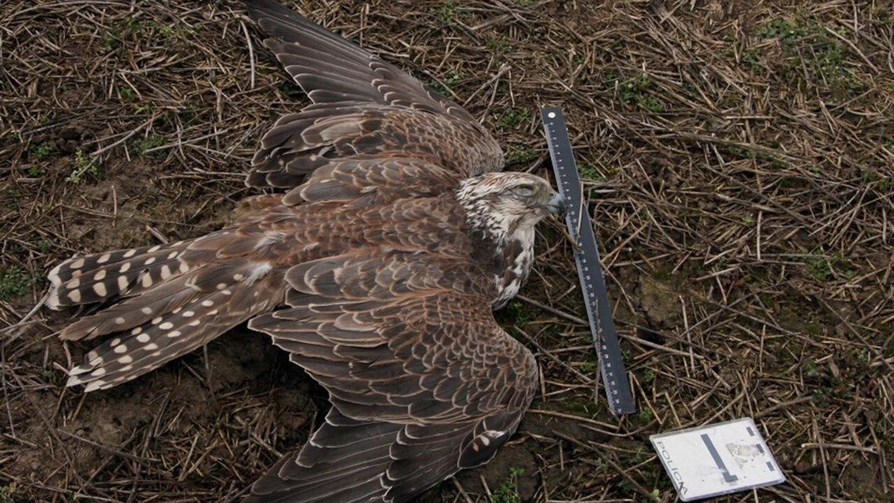 Na Slovensku ubudli vzácne dravce, môžu za to zrejme otravy
