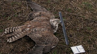 Na Slovensku ubudli vzácne dravce, môžu za to zrejme otravy