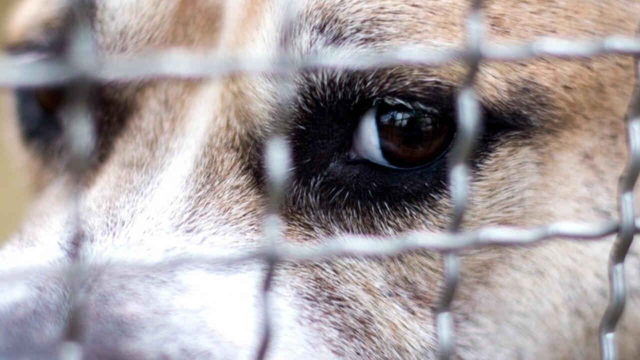Muž na Ponitrí bránil vnúča v kočíku proti rozbesneným psom