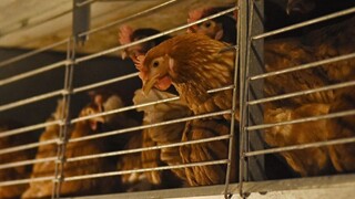 Česi kontrolovali kuracie stehná z Poľska, potvrdili salmonelu