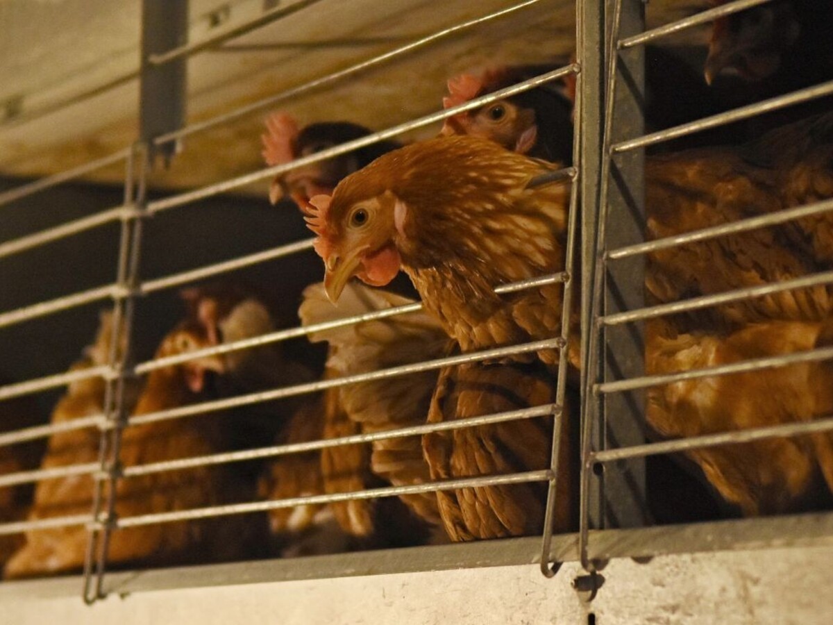 Česi kontrolovali kuracie stehná z Poľska, potvrdili salmonelu