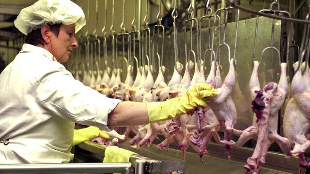 V Česku majú po poľskej hovädzine problém aj s kuracím mäsom
