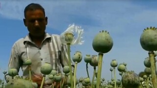 Závislé papagáje im komplikujú život / India očami cestovateľa