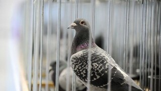 Holub Armando prekonal rekord, vydražili ho za vyše milión eur