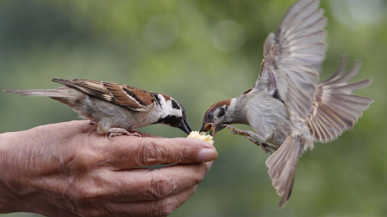 Vrabce vymierajú, ich úbytok vypovedá aj o zdraví planéty