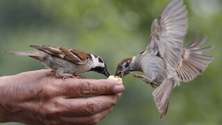 Vrabce vymierajú, ich úbytok vypovedá aj o zdraví planéty