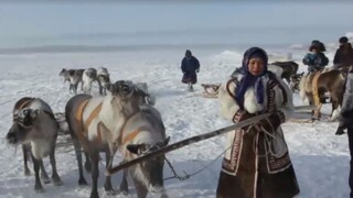 Deň sobích pretekov / Koraly v debničkách