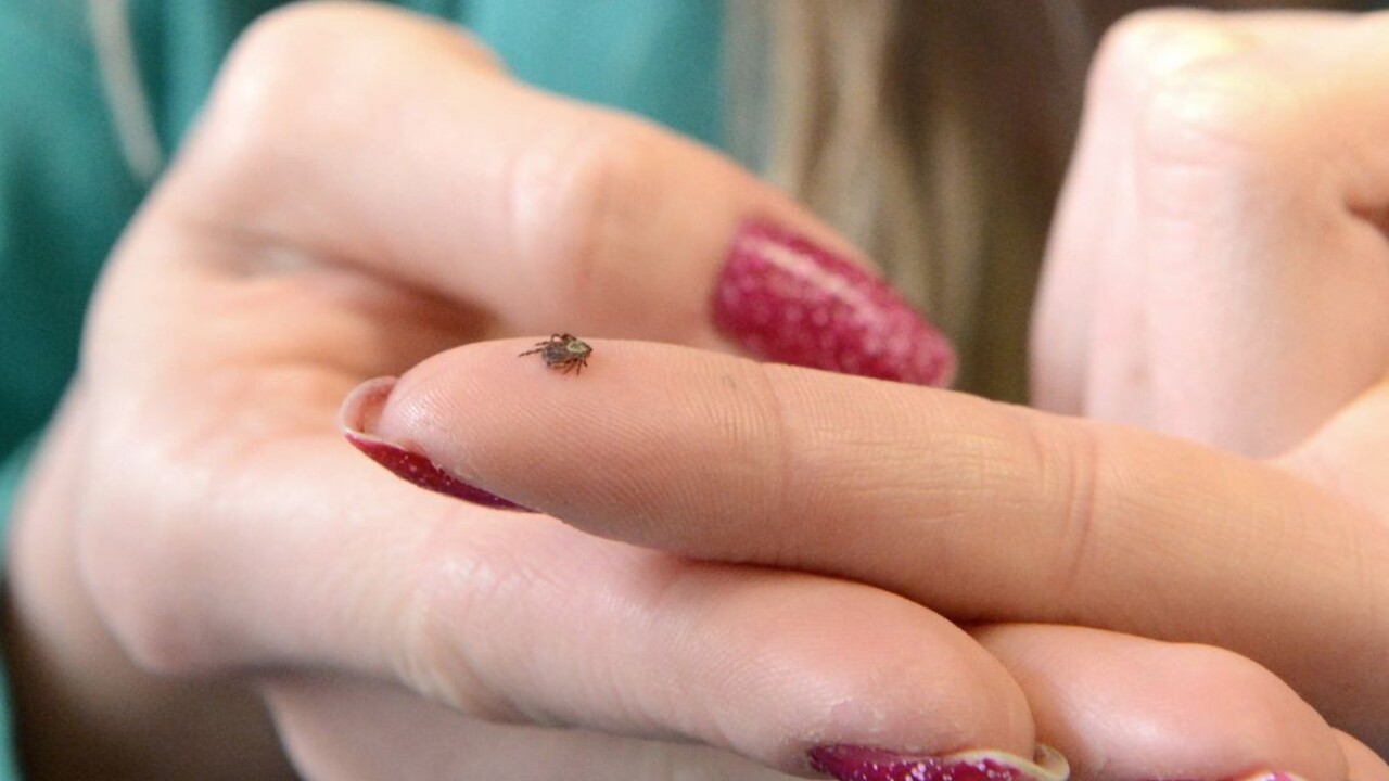 Kliešte sa tento rok prebúdzajú rekordne skoro. Ako sa brániť?