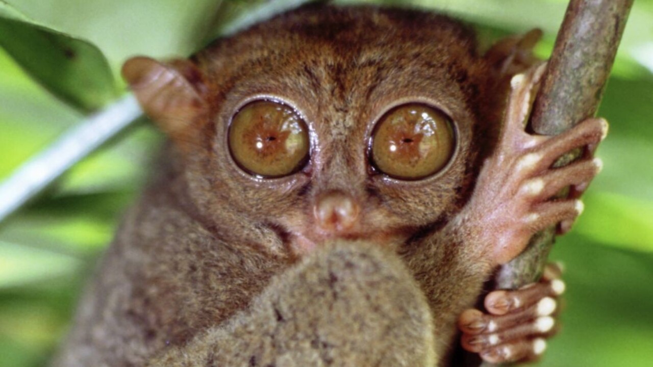 Vedci hľadajú zviera, ktoré nikdy nespí. Je spánok nevyhnutný?