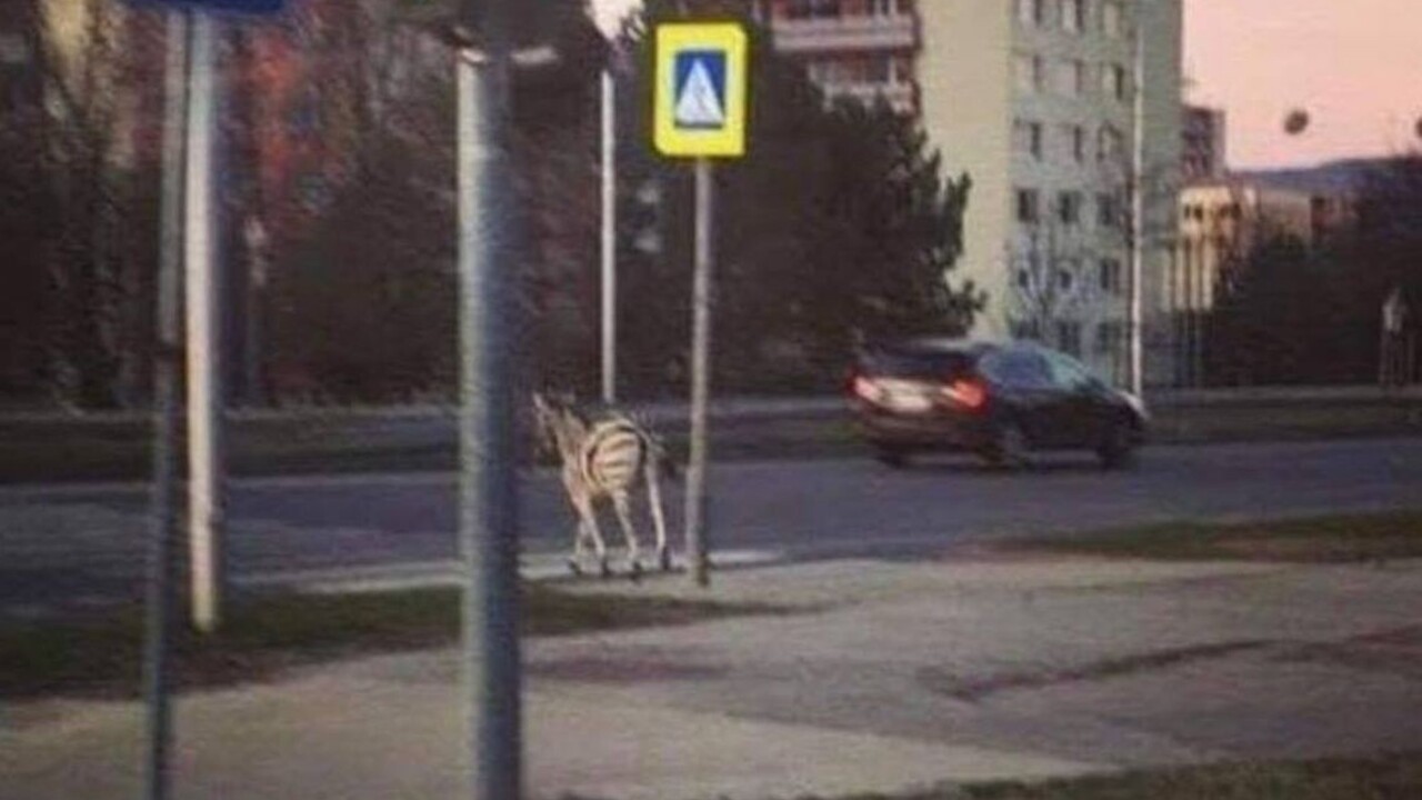 Zebra na úteku pobehovala po sídlisku, spôsobila menšie škody