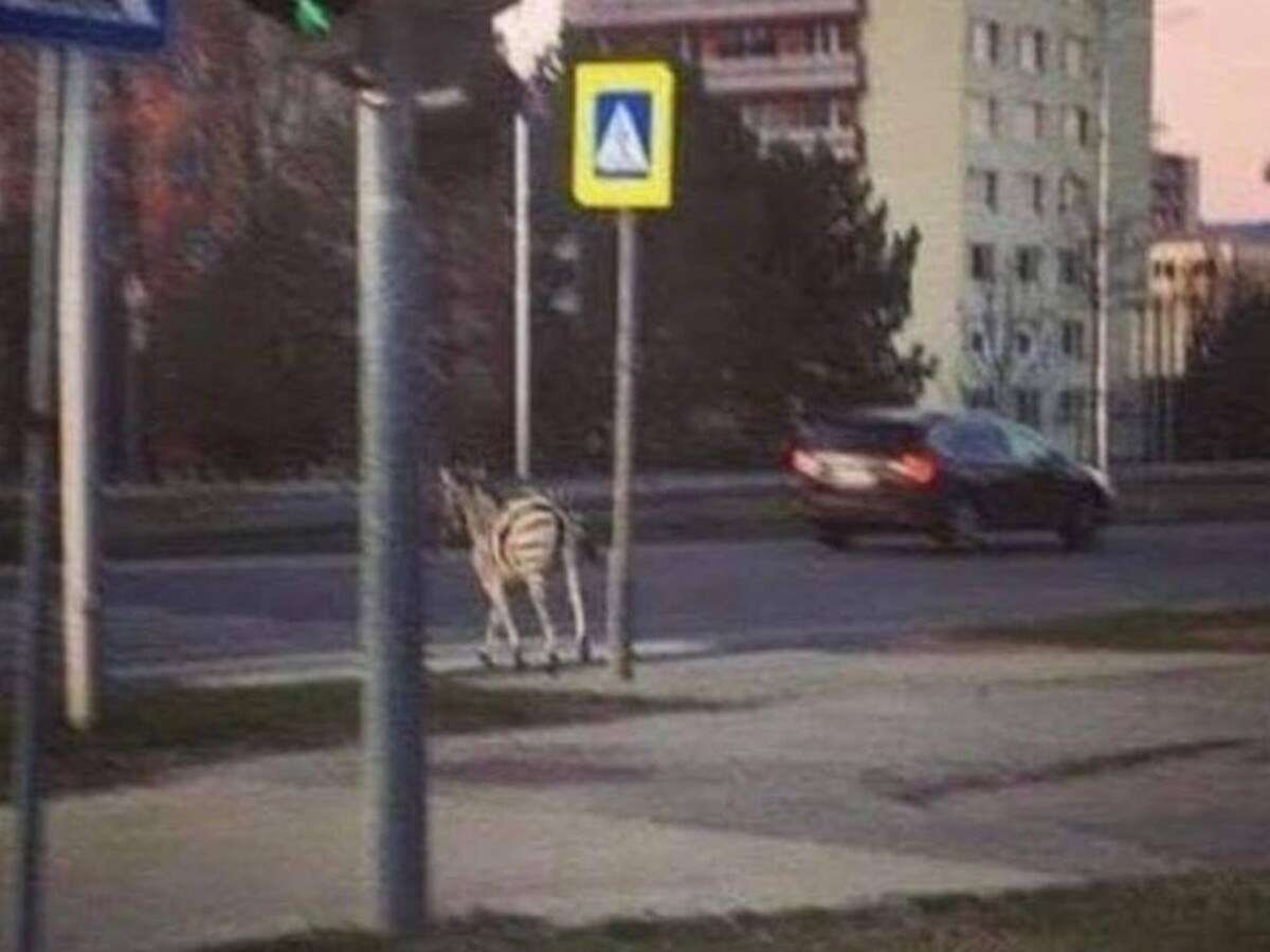 Zebra na úteku pobehovala po sídlisku, spôsobila menšie škody