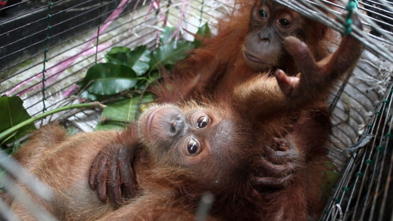 Chcel prepašovať orangutana, zastavili ho až na letisku