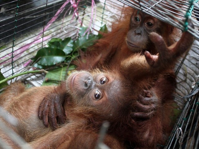 Chcel prepašovať orangutana, zastavili ho až na letisku