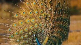 Po vojne nachádzajú masové hroby / Srí Lanka očami cestovateľa