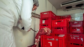 Salmonela v Čechách. Nakazené mäso predali zákazníkom