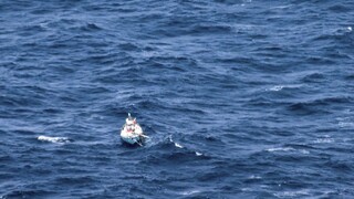 Veľryba mala nohy, blany aj kopytá. Objavili ju v Peru