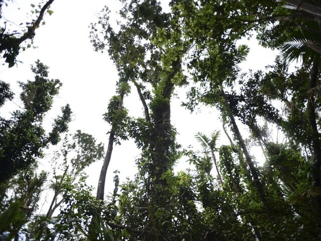 Gigant, s akým sa ešte nestretli. Vedci objavili najvyšší strom